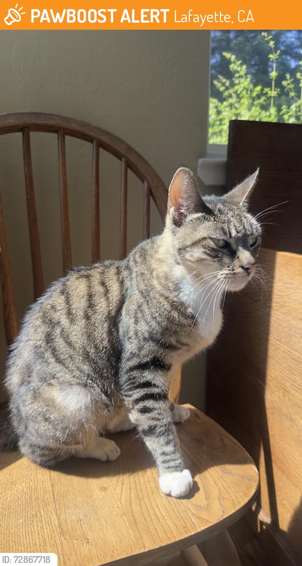Found/Stray Female Cat last seen Pidgeon court @acalanes, Lafayette, CA 94549