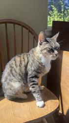 Found/Stray Female Cat last seen Pidgeon court @acalanes, Lafayette, CA 94549