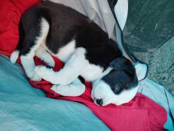Lost Female Dog last seen Beech Ave and ave j4 Lancaster CA , Lancaster, CA 93534