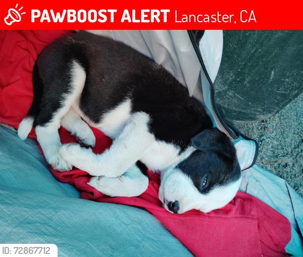 Lost Female Dog last seen Beech Ave and ave j4 Lancaster CA , Lancaster, CA 93534