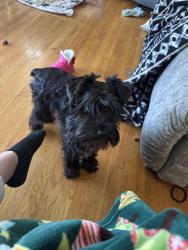 Lost Female Dog last seen Near Adkisson Dr NW, Cleveland, TN 37312