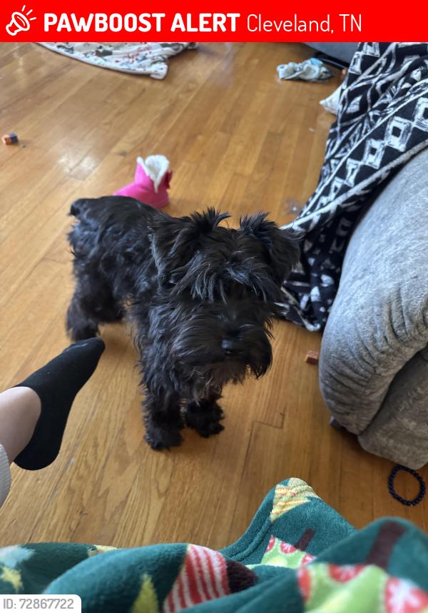 Lost Female Dog last seen Near Adkisson Dr NW, Cleveland, TN 37312