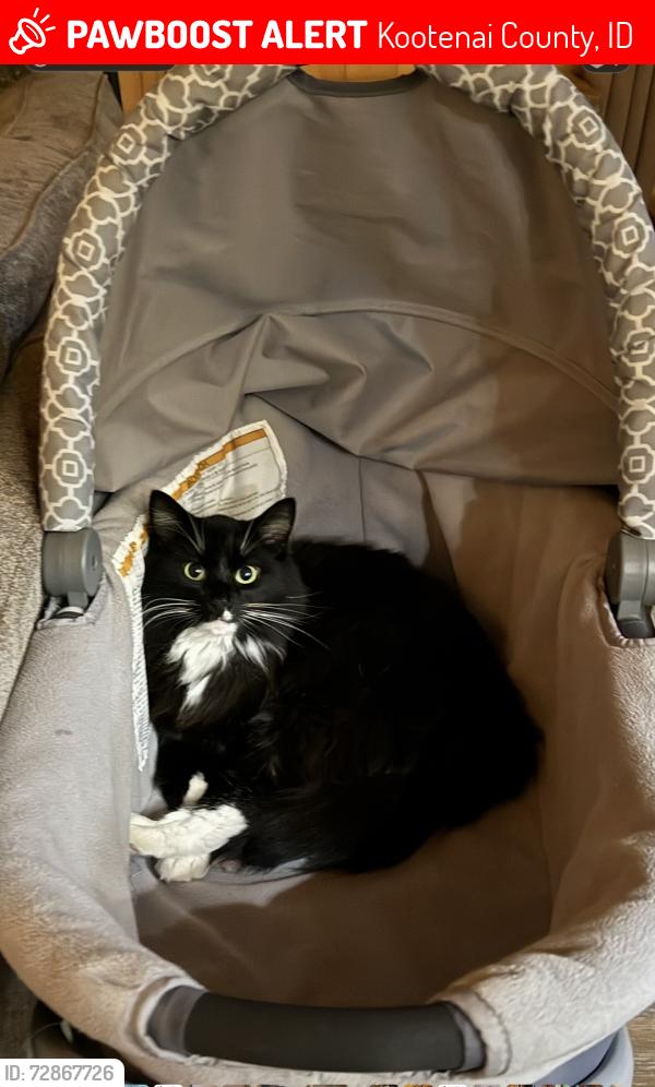 Lost Male Cat last seen Eastshore and Saxon Drive, Kootenai County, ID 83835