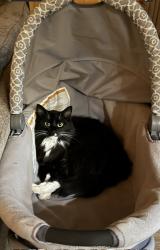 Lost Male Cat last seen Eastshore and Saxon Drive , Kootenai County, ID 83835
