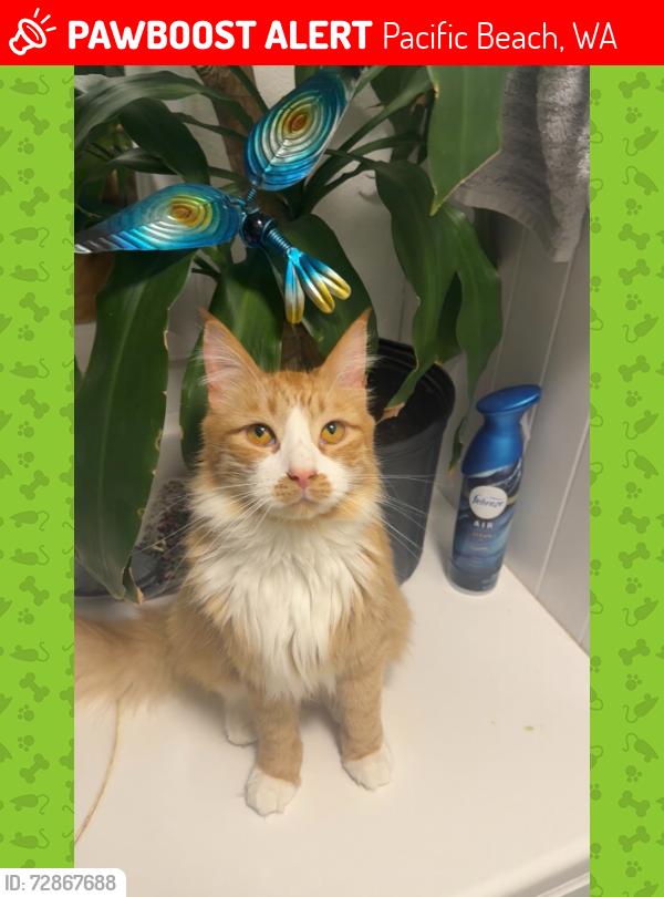 Lost Male Cat last seen Near First N St Pacific Beach WA, Pacific Beach, WA 98571