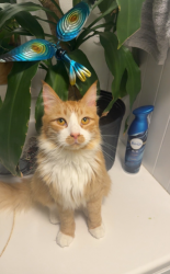 Lost Male Cat last seen Near First N St Pacific Beach WA, Pacific Beach, WA 98571