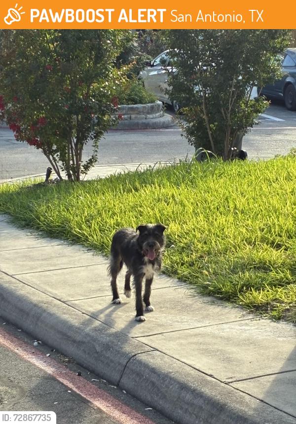 Found/Stray Unknown Dog last seen McLennan Oak, Braches Park, San Antonio, TX 78240