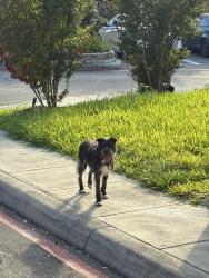 Found/Stray Unknown Dog last seen McLennan Oak, Braches Park, San Antonio, TX 78240