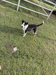 Found/Stray Female Dog last seen Western and NW 122nd , Oklahoma City, OK 73114