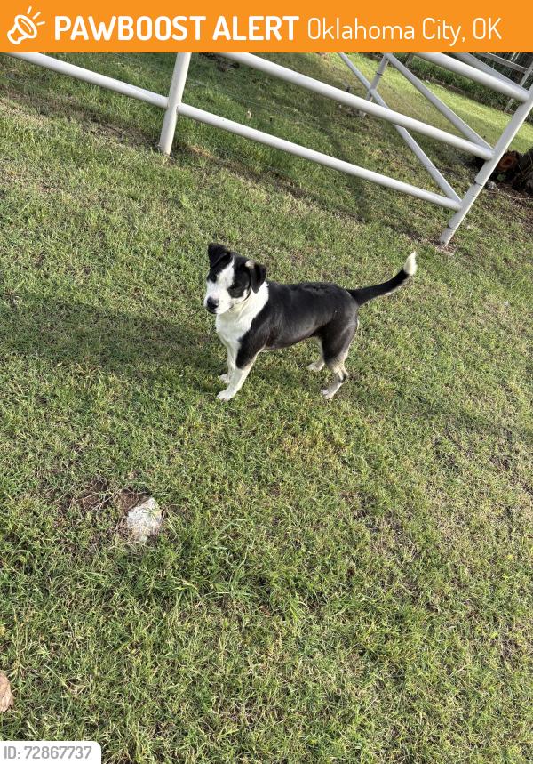 Found/Stray Female Dog last seen Western and NW 122nd , Oklahoma City, OK 73114