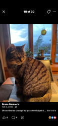Lost Female Cat last seen Don Ave, East Providence, RI 02916