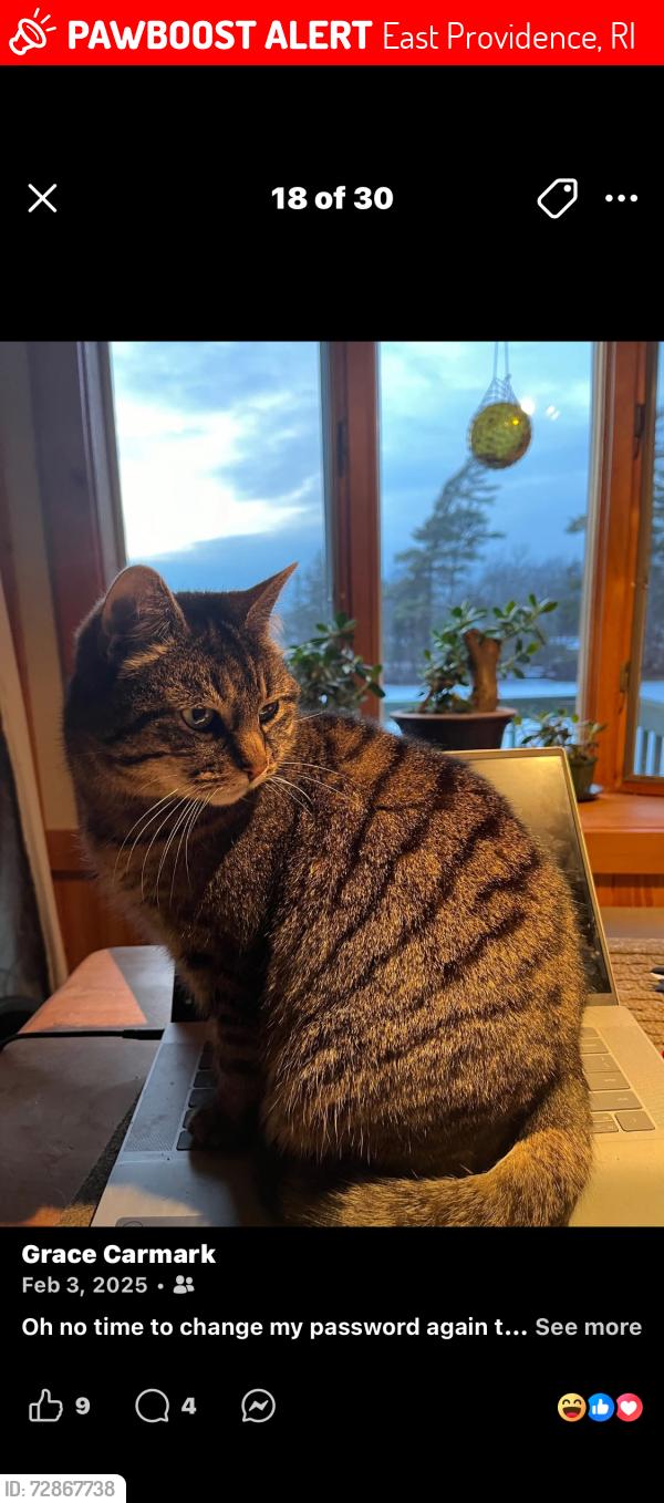 Lost Female Cat last seen Don Ave, East Providence, RI 02916