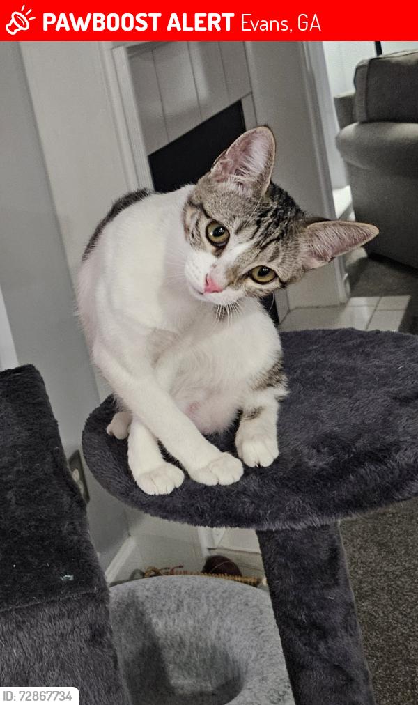 Lost Female Cat last seen Rivershyre subdivision , Evans, GA 30809