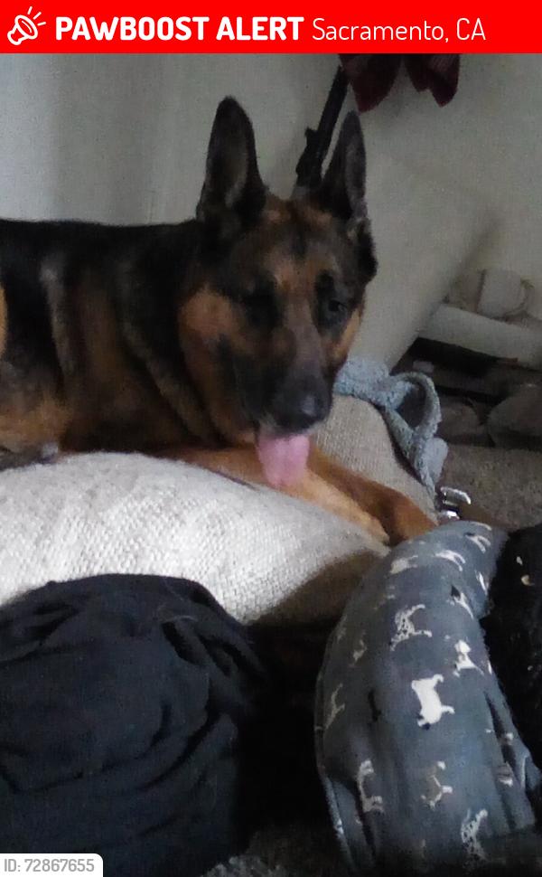 Lost Male Dog last seen Sacramento CA watt ave?, Sacramento, CA 95827