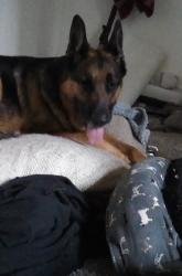 Lost Male Dog last seen Sacramento CA watt ave?, Sacramento, CA 95827