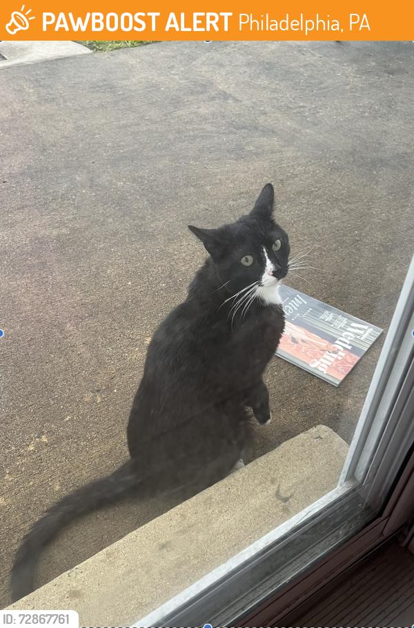 Found/Stray Male Cat last seen Knights Road and Academy Road, Philadelphia, PA 19154