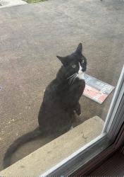 Found/Stray Male Cat last seen Knights Road and Academy Road, Philadelphia, PA 19154
