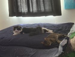 Reunited Male Cat last seen Purple Sage/Liloum, Henderson, NV 89015