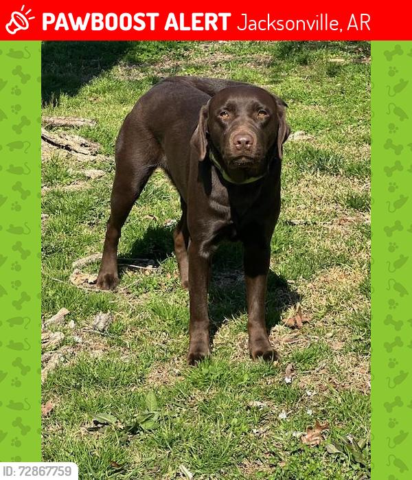 Lost Female Dog last seen Hwy 107 by Airbase , Jacksonville, AR 72076