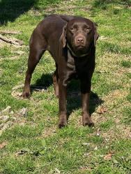 Lost Female Dog last seen Hwy 107 by Airbase , Jacksonville, AR 72076