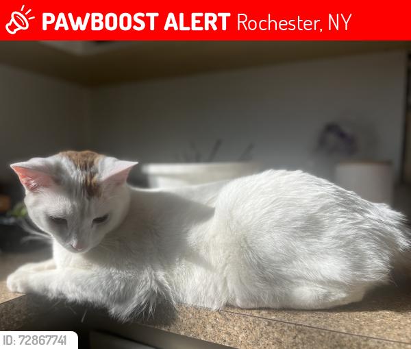 Lost Male Cat last seen Lyell Ave, Rochester, NY 14606
