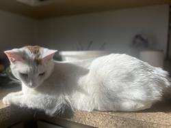 Lost Male Cat last seen Lyell Ave, Rochester, NY 14606