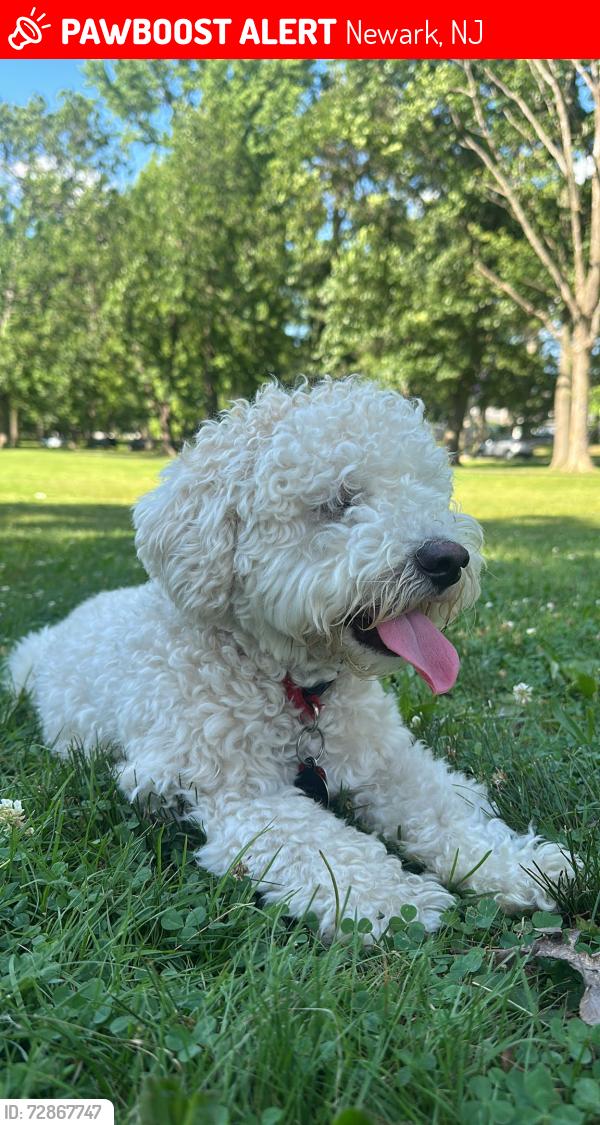 Lost Male Dog last seen Near lincoln ave and Broadway , Newark, NJ 07104
