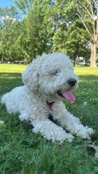 Lost Male Dog last seen Near lincoln ave and Broadway , Newark, NJ 07104