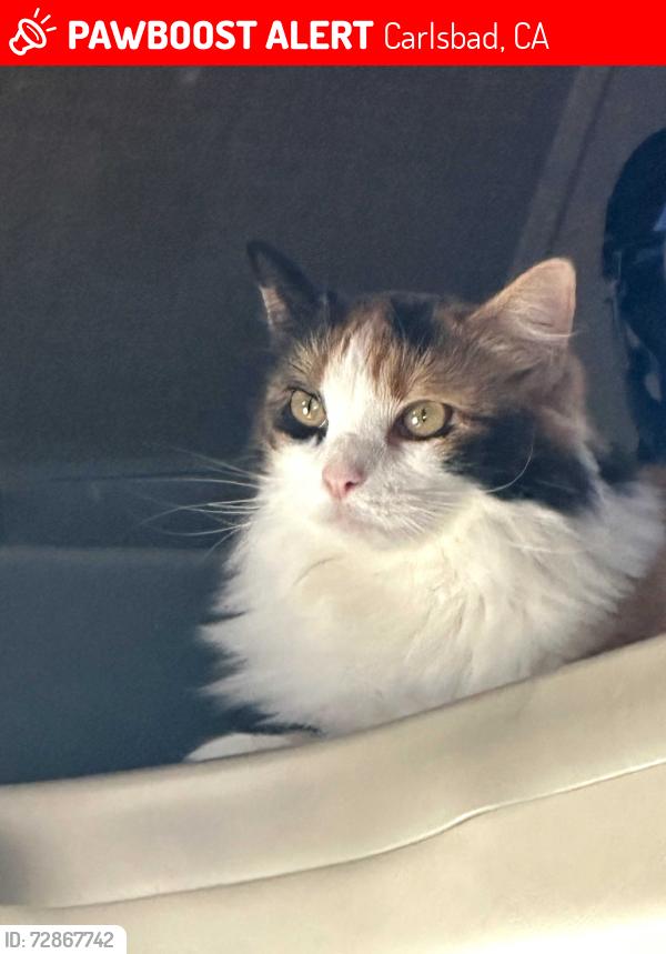 Lost Female Cat last seen Monroe St. and Linda Lane, Across from Carlsbad High School Stadium, Carlsbad, CA 92008