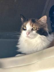 Lost Female Cat last seen Monroe St. and Linda Lane, Across from Carlsbad High School Stadium, Carlsbad, CA 92008
