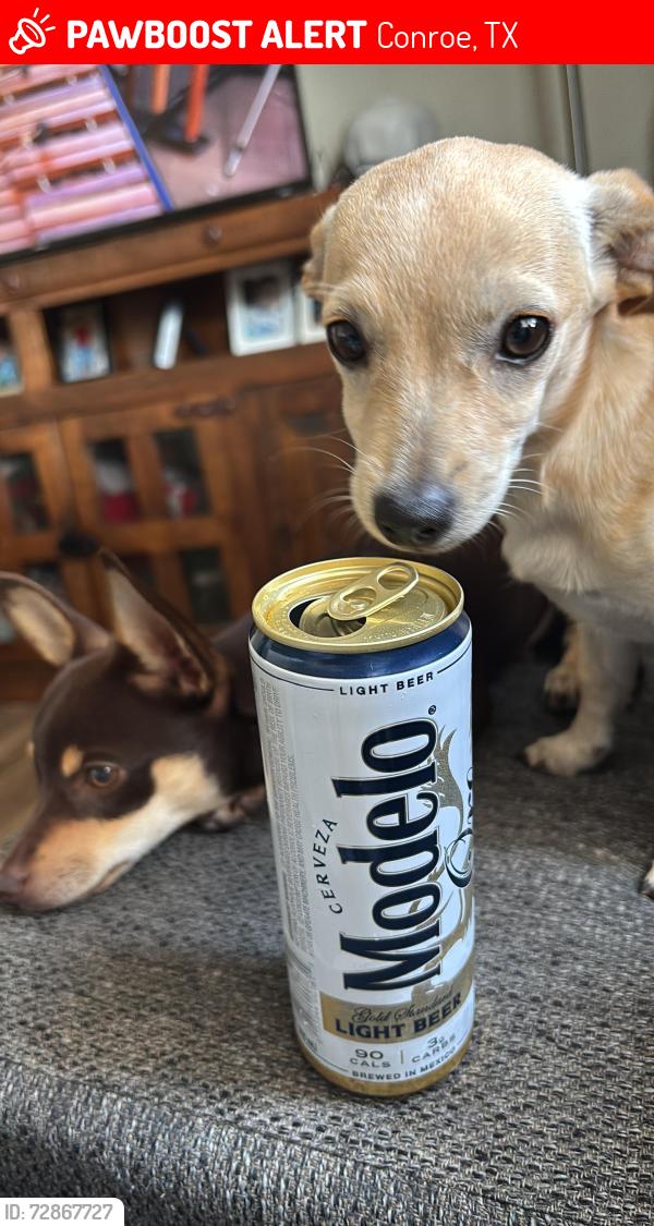 Lost Male Dog last seen Near Forest Trace blvd Conroe Texas 77306, Conroe, TX 77306