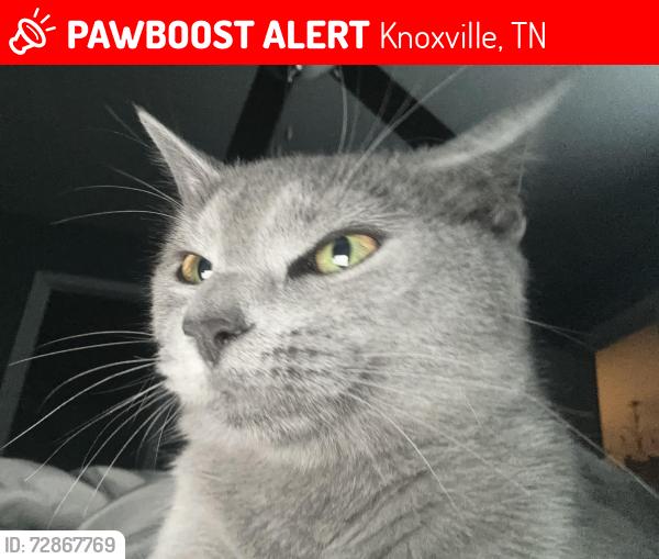 Lost Female Cat last seen Glendoaks , Knoxville, TN 37912