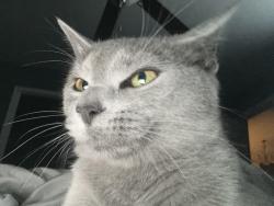 Lost Female Cat last seen Glendoaks , Knoxville, TN 37912