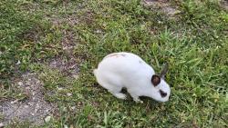 Found/Stray Unknown Rabbit last seen Addilyn Ct. 33325, Davie, FL 33325