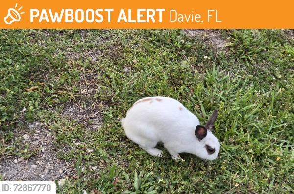 Found/Stray Unknown Rabbit last seen Addilyn Ct. 33325, Davie, FL 33325