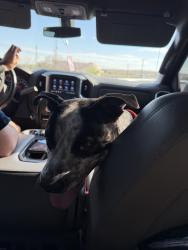 Found/Stray Male Dog last seen 99th and central, Albuquerque, NM 87121