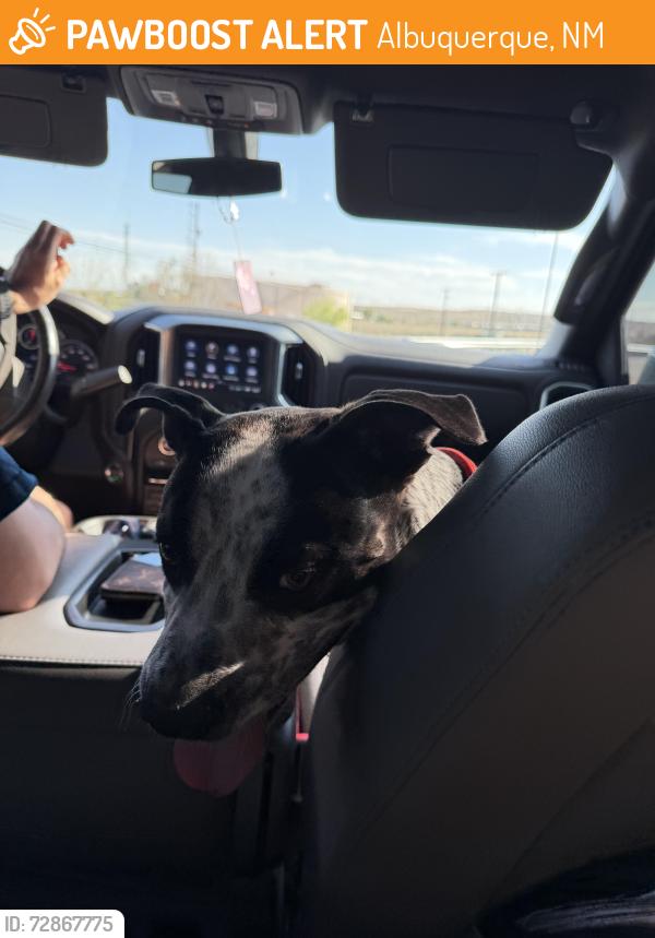 Found/Stray Male Dog last seen 99th and central, Albuquerque, NM 87121