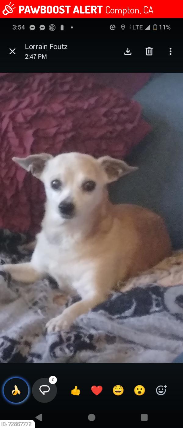 Lost Male Dog last seen California Street oak Street , Compton, CA 90221