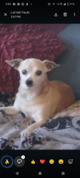 Lost Male Dog last seen California Street oak Street , Compton, CA 90221