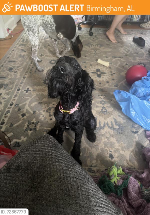 Found/Stray Female Dog last seen Glen iris , Birmingham, AL 35205