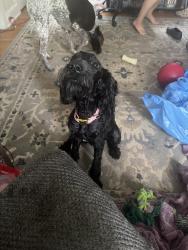 Found/Stray Female Dog last seen Glen iris , Birmingham, AL 35205