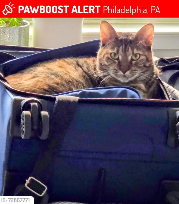Lost Female Cat last seen 5th & market street philadelphia , Philadelphia, PA 19106