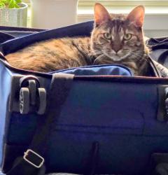 Lost Female Cat last seen 5th & market street philadelphia , Philadelphia, PA 19106