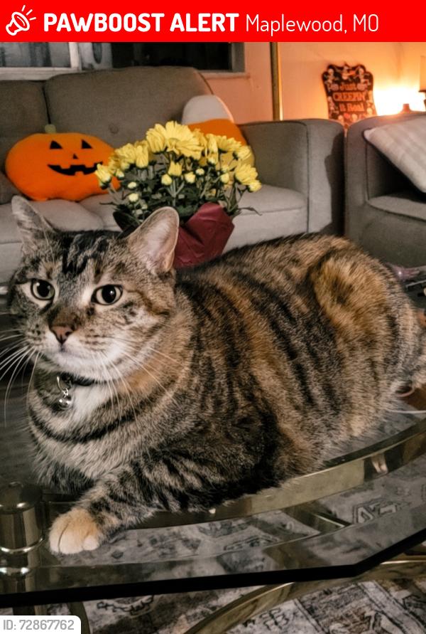 Lost Female Cat last seen Big bend & Gayola pl , Maplewood, MO 63143