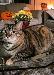 Lost Female Cat last seen Big bend & Gayola pl , Maplewood, MO 63143