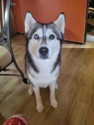 Lost Male Dog last seen US 331, McDaniels, Sweet Water Church, Opp, AL 36467