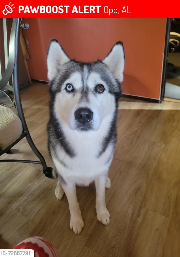 Lost Male Dog last seen US 331, McDaniels, Sweet Water Church, Opp, AL 36467