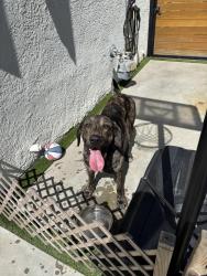 Found/Stray Male Dog last seen Stocker and 10th Ave, Los Angeles, CA 90008