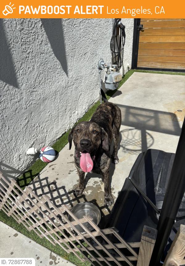 Found/Stray Male Dog last seen Stocker and 10th Ave, Los Angeles, CA 90008