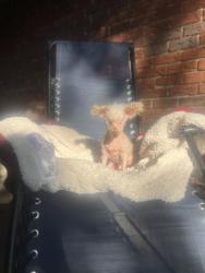 Lost Female Dog last seen Laroque Ave/ Fairfield area , Kinston, NC 28501